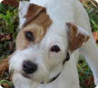 Kerry vom Rösslihof - Parson Russell Terrier