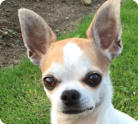 Sila - Chihuahua